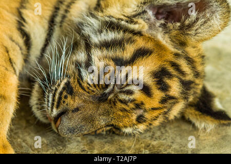 Sleeping tiger cub Foto Stock