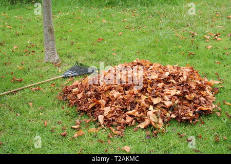 L'autunno lascia da un albero piano rastrellato in un mucchio. Foto Stock