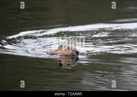 Un North American beaver (Castor canadensis) nuoto a Bowers molle in Bolton, Massachusetts, STATI UNITI D'AMERICA. Foto Stock