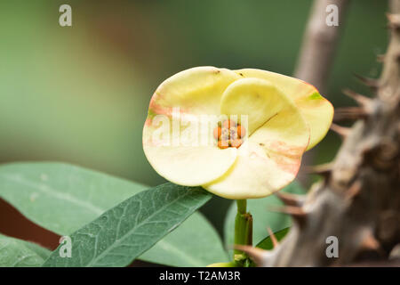 Un closeup di un fiore giallo di Euphorbia milii, noto anche come corona di spine, pianta di Cristo, o spina di Cristo, un arbusto nella famiglia sprurge. Foto Stock
