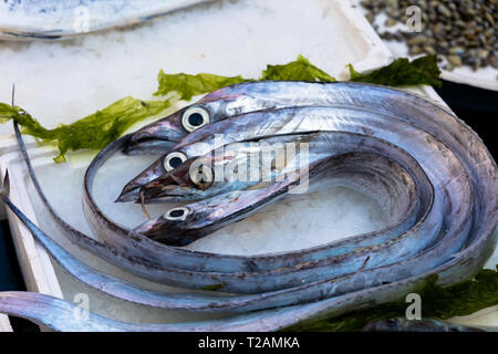 Lepidopus caudatus, pesce bandiera in italiano, al mercato del pesce,Napoli Foto Stock