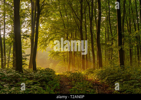 Bello, misterioso tramonto nella foresta con raggi di sole tra gli alberi e molte piante verdi a Sundern, Sauerland, Germania Foto Stock