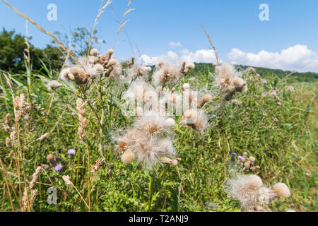 Creeping Thistle (Cirsium arvense) Semi di piante in estate nel Regno Unito. Foto Stock