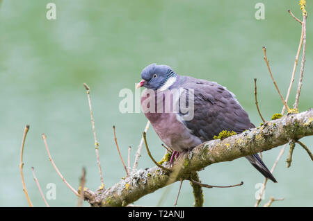 Vista laterale di un piccione di legno (Columba palumbus) arroccato in un albero in primavera in Sussex occidentale, Regno Unito. Woodpicceon che perching su un ramo. Foto Stock