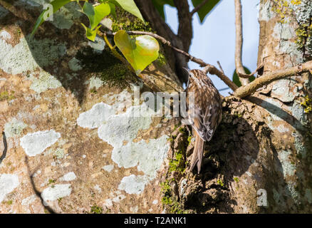 Uccello eurasiatico Treecreeper (Certhia familiaris) che sale su un tronco di albero in primavera nel Sussex occidentale, Regno Unito. Foto Stock
