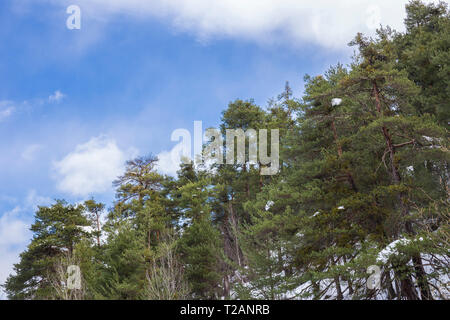 Pini con un po' di neve in inverno. Foto Stock