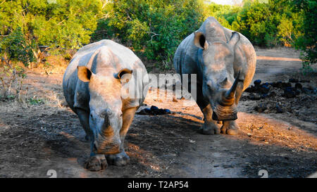 Ritratto di rinoceronti bianchi nel Mkhaya Game Reserve al tramonto, Siphofaneni, Eswatini ex dello Swaziland Foto Stock