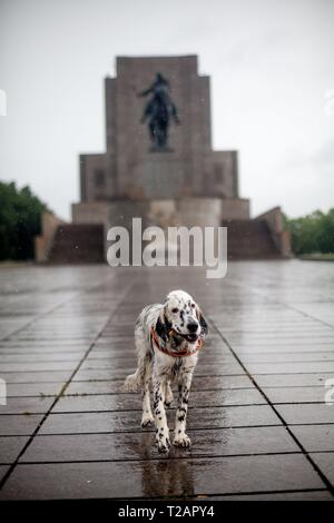 Setter inglese cucciolo "Rudy' sull'29.06. 2017 nella parte anteriore del Jan Zizka un monumento nel parco Vitkov' nel quartiere di Praga Zizkov. Rudy è nata ai primi di gennaio 2017 e ha semplicemente spostato la sua nuova famiglia. | Utilizzo di tutto il mondo Foto Stock