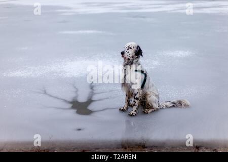 Setter inglese "Rudy' seduta sul 06.02. 2019 sulla congelati e nevoso stagno in Stara Lysa (Repubblica Ceca). Rudy è nato nei primi giorni di gennaio 2017. | Utilizzo di tutto il mondo Foto Stock