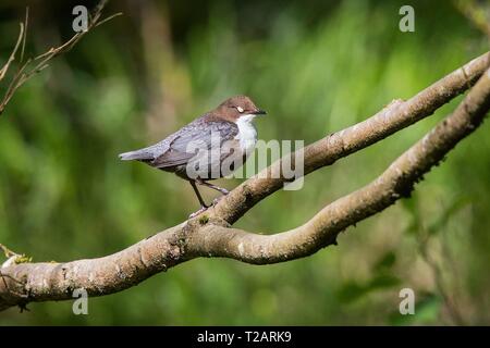 Bilanciere comune (Cinclus cinclus) in appoggio sul ramo, Hesse, Germania | Utilizzo di tutto il mondo Foto Stock