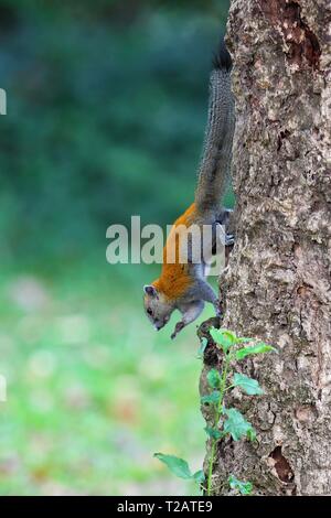 Grigio-panciuto scoiattolo (Callosciurus caniceps) alimentazione e arrampicata capovolto su un albero, Parco nazionale Khao Yai, Tailandia | Utilizzo di tutto il mondo Foto Stock