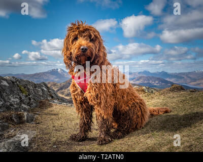 Giovane cucciolo cockapoo seduta sul vertice di Ben Venue, Trossachs National Park nelle Highlands della Scozia Foto Stock