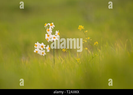 Daffodil comune (Narcissus tazetta) fotografato in Israele, nel mese di gennaio Foto Stock