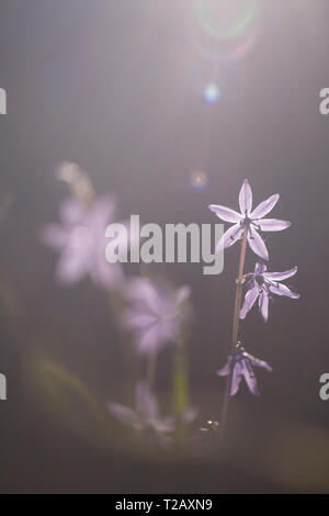 In via di estinzione di fiori selvaggi Squill macchia (Scilla cilicica) endemica di alta montagna in Israele Galilea superiore Golan e Hermon Foto Stock