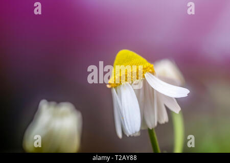 Fioritura di camomilla comune (Anthemis cotula) impianto. Fotografato in Israele in primavera a marzo Foto Stock