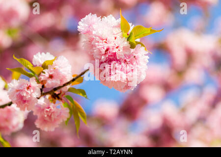 Splendida Fioritura di ciliegio con delicati fiori di spugna. Fioritura rosa dei rami di ciliegia giapponese Prunus serrulata Kanzan Foto Stock