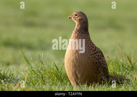 Fagiano femminile primo piano con la luce del sole del mattino. Singolo uccello selvatico sul terreno su erba di campagna. Vita di piume marronzate. Foto Stock