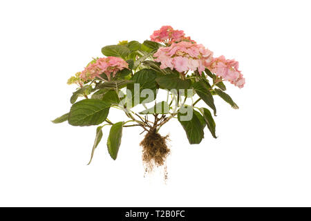 Tutto Hydrangea macrophylla Rosita pianta con radici ilsoted su sfondo bianco Foto Stock