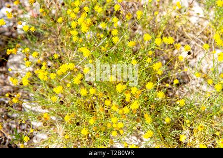 Giallo fiori selvatici nel deserto al Red Rock Canyon Nature Conservancy Foto Stock