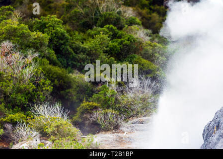 Pohutu Geyser, Te Puia, Rotorua, Nuova Zelanda. Con il fuoco selettivo Foto Stock