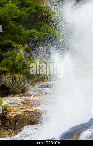 Pohutu Geyser, Te Puia, Rotorua, Nuova Zelanda. Verticale. Con il fuoco selettivo Foto Stock