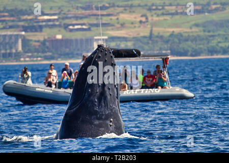 Grandi Humpback Whale watching persone su un Whale Watch zattera. Foto Stock