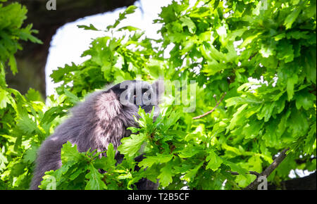 Un'argentea gibbone (Hylobates moloch) di appoggio nella foresta. Foto Stock