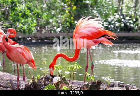 Un fenicottero dei Caraibi (anche chiamato American fenicottero rosa Phoenicopterus ruber) ruffles le sue piume sulla riva di un laghetto. Foto Stock