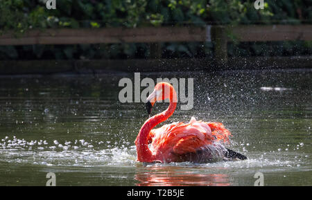 Un fenicottero dei Caraibi (anche chiamato American fenicottero rosa Phoenicopterus ruber) gli schizzi di acqua quando si bagna in un grande stagno. Foto Stock