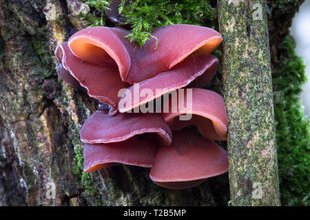 Un gruppo di jelly orecchio fungo (Auricularia padiglione auricolare-judae) cresce su un albero in Ercall vicino a Telford, Shropshire, Inghilterra. Foto Stock