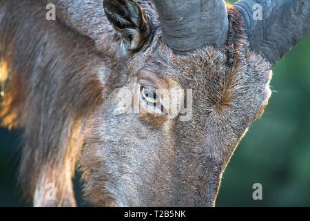 Primo piano del volto di un adulto mufloni (Ammotragus lervia). Foto Stock