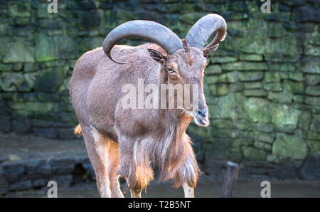 Un adulto mufloni (Ammotragus lervia) lambisce le sue labbra. Foto Stock