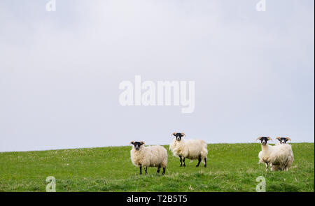 Pecore pascolano in un campo erboso sotto il buio cielo nuvoloso sull'isola di Islay, Scozia. Foto Stock