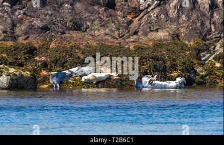 Le foche grigie (Halichoerus grypus) crogiolarsi al sole sulle rocce al porto Wemyss, Islay, Scozia. Foto Stock