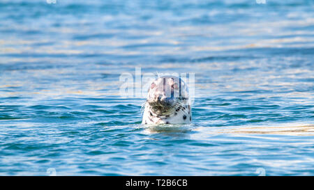 Guarnizione grigio (Halichoerus grypus) inserimenti della testa al di fuori dell'acqua come nuota porto Wemyss, Islay, Scozia. Foto Stock