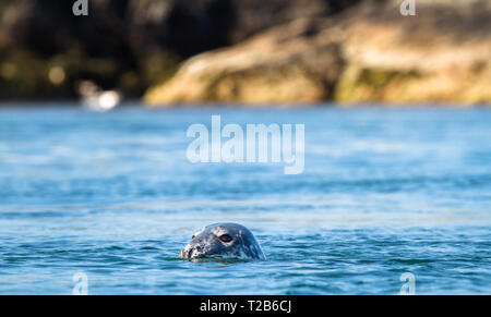 Guarnizione grigio (Halichoerus grypus) inserimenti della testa al di fuori dell'acqua come nuota porto Wemyss, Islay, Scozia. Foto Stock