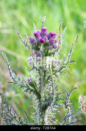 Un colorato Scotch thistle (Onopordum acanthium) che cresce sull'isola di Islay in Scozia. Foto Stock