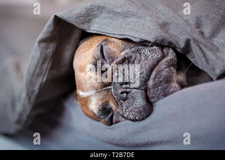 Carino marrone bulldog francese cane dorme coperto da una coltre di grigio nel letto umano Foto Stock