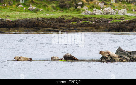 Le foche grigie (Halichoerus grypus) recante su ocean rocce dell'isola di Islay in Scozia. Foto Stock