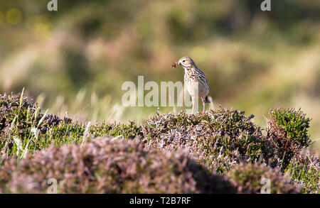 Un adulto meadow pipit (Anthus pratensis) contiene un bug arancione nella sua bocca mentre appollaiato su arbusti densa di Oa riserva naturale sull'isola di Isla Foto Stock