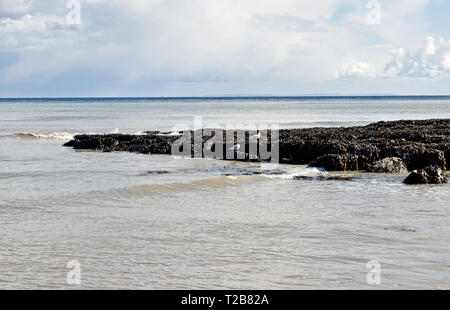 Alghe che ricopre le rocce nel mare blu Foto Stock