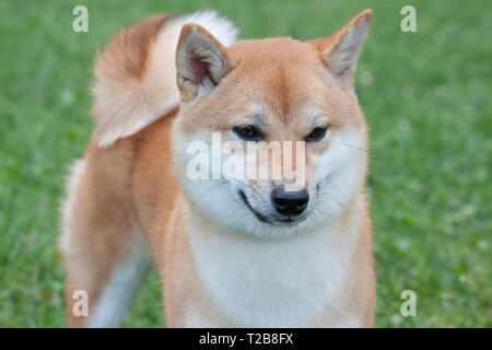 Carino red Shiba Inu. Giapponese dimensioni piccolo cane o il tappeto erboso giapponese cane. Gli animali da compagnia. Cane di razza. Foto Stock