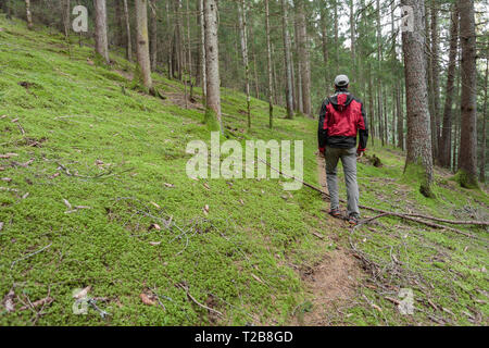 Un trekker camminare da solo tra la foresta in un giorno nuvoloso Foto Stock