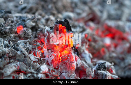 Un tizzone sono visti all'interno di una cenere calda palo di legno che brucia. Foto Stock