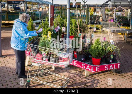 Una signora pensionato che prende in considerazione le piante in vendita in un giardino center nel mese di gennaio a prezzi di liquidazione nel Regno Unito Foto Stock