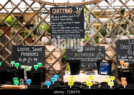 Promozione di allenti tuberi seme di patate di varietà miste per la versione di prova di piantare in clienti' gardens. Display in un giardino inglese centro iin WILTSHIRE REGNO UNITO Foto Stock