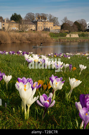 A fine febbraio a Kelso, Scottish Borders, Regno Unito - crocus fiori sul Tweed roverbank con il Ednam House Hotel al di là. Foto Stock