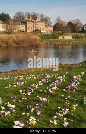 A fine febbraio a Kelso, Scottish Borders, Regno Unito - crocus fiori sul Tweed roverbank con il Ednam House Hotel al di là. Foto Stock