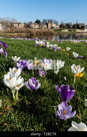 A fine febbraio a Kelso, Scottish Borders, Regno Unito - crocus fiori sul Tweed roverbank con il Ednam House Hotel al di là. Foto Stock