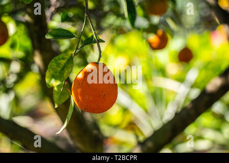 Arance mature appeso a un albero. Foto Stock